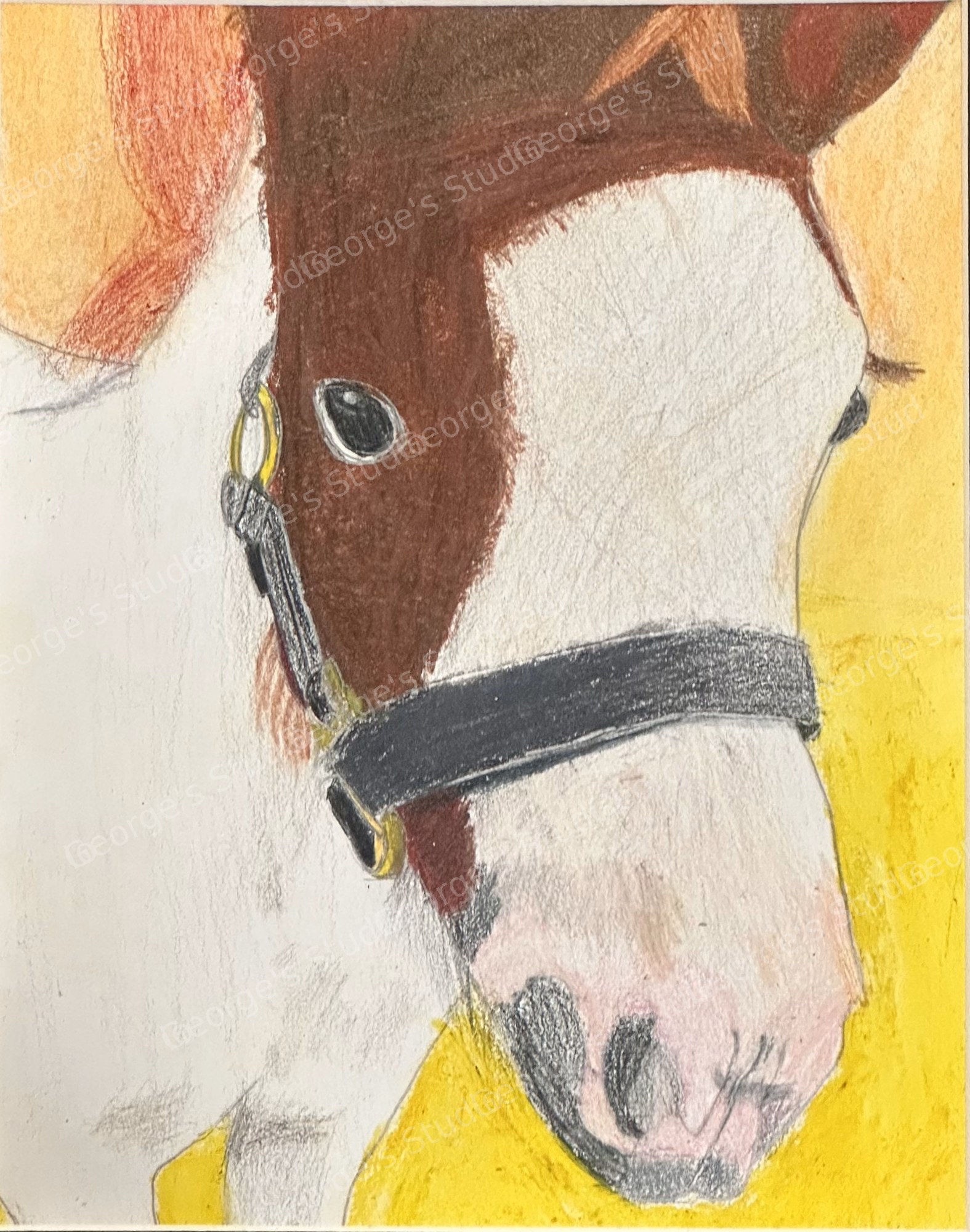 Rodeo - Horse